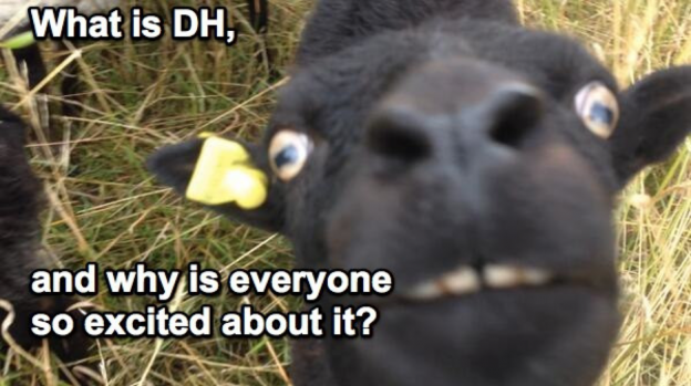 DH Sheep