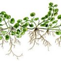 A picture of green ivy.