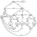 A Diagram of the model.