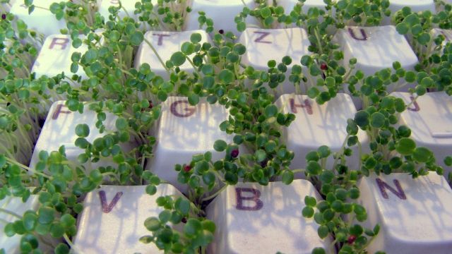 Image of plants growing in a keyboard
