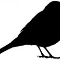 Outline of a blackbird